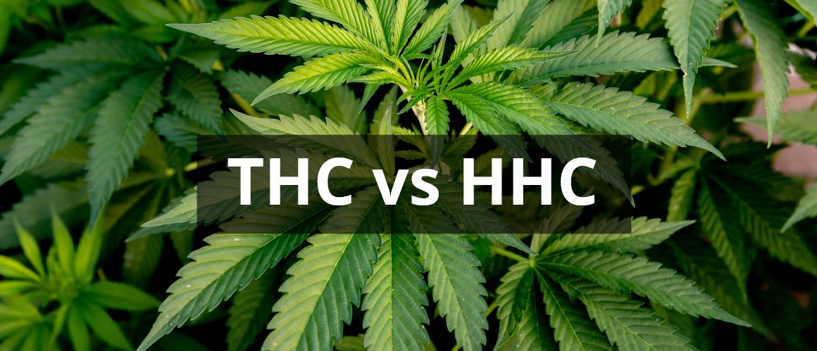 HHC Vs THC: How Do These Cannabinoids Compare?